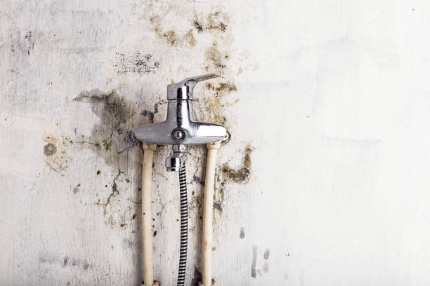 Certified Mold Removal in La Luz, NM