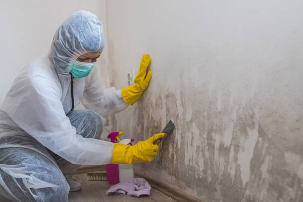 Best Mold Cleaning Services  in La Luz, NM