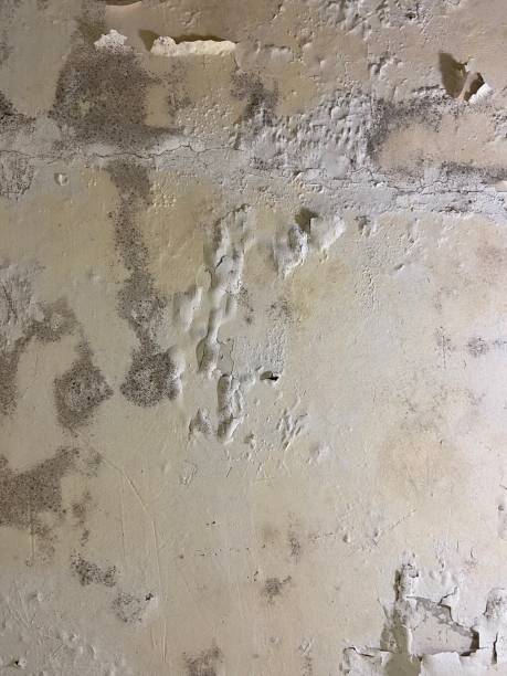 Best Fast Mold Removal  in La Luz, NM