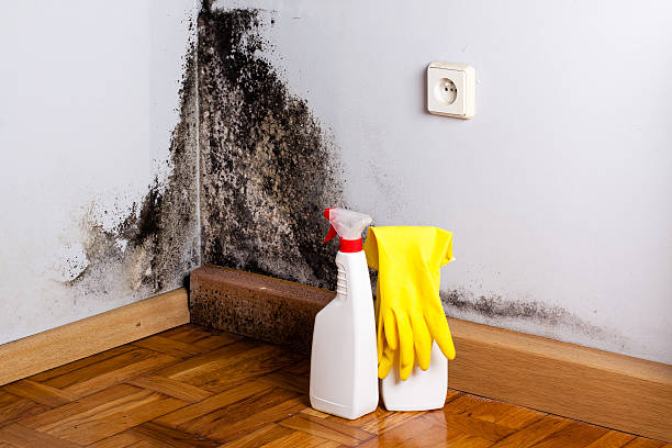 Best Emergency Mold Removal  in La Luz, NM